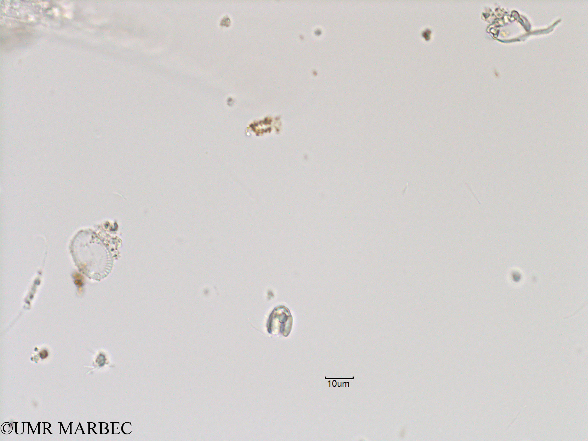 phyto/Bizerte/bizerte_bay/RISCO November 2015/Nanoflagellé 17 (Baie_T5-C3-flagellé-3).tif(copy).jpg